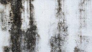 a white wall with black mold requires mold cleaning