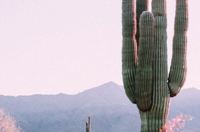 cactus plant beside orange leafed plant